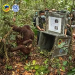 Awal Berseri Menteri Kehutanan Raja Juli Antoni, Tujuh Orangutan Kembali ke Habitat Asli 
