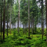 Apa Itu Hutan Musim? Pengertian, Ciri Khas, Manfaat, Jenis, dan Contohnya di Indonesia