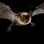 Hewan Nokturnal: Pengertian, Ciri, dan Contoh Spesiesnya