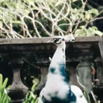 Satwa Liar di Ambang Kepunahan: Apa yang Bisa Kita Lakukan?
