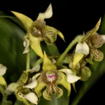 Orchidaceae Indonesia: Ragam Spesies, Peran, dan Upaya Konservasi