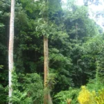 Mengenal Hutan Heterogen: Pengertian, Manfaat, Ciri-ciri, dan Contoh