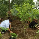 Mengenal Reforestasi: Investasi Hijau Demi Bumi yang Lebih Lestari