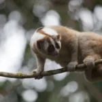 Apa itu Kukang? Ciri Khas, Perilaku, Habitat, Jenis, hingga Ancaman yang Dihadapi