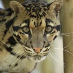 Macan Dahan dan Persebarannya di Indonesia: Ciri, Karakteristik, dan 9 Fakta Menarik