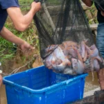 Panen Ikan Nila: YIARI Dukung Budidaya Swakelola