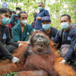 Dari Kebun Warga ke Rimba: Perjalanan Orangutan Menuju Rumah Barunya