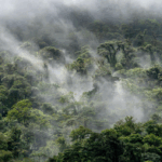 Apa Itu Hutan Lindung? Simak Arti, Manfaat, dan Contohnya!