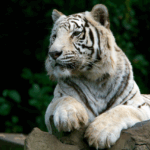 12 Fakta Harimau Putih, Satwa Langka yang Lahir dari Mutasi Genetik
