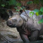 9 Fakta Menarik tentang Badak Jawa, Satwa Langka dari Ujung Kulon!