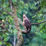 Elang Jawa: Ciri, Habitat, Populasi, dan Upaya Pelestarian