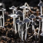 Apa Itu Kingdom Fungi? Karakteristik, Klasifikasi, dan Manfaatnya