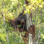 11 Fakta Unik Orangutan: Kecerdasan, Habitat, dan Perilaku
