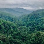 Silvikultur: Prinsip, Teknik, dan Perannya untuk Hutan