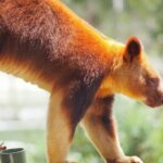 11 Fakta Kanguru Pohon, Satwa Unik Asli Papua