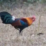 8 Fakta Ayam Hutan, Satwa Liar Mirip Ayam Peliharaan!