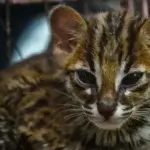 Macan Akar: Habitat, Ciri, Perilaku, dan Upaya Konservasinya