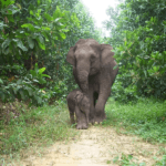 Gajah Sumatera: Ciri, Status, Ancaman, dan Upaya Perlindungan
