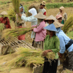 Wanatani: Sistem Pertanian Ramah Lingkungan di Tengah Hutan