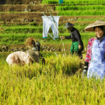 Adakah Peran Perempuan di Balik Kebun Kopi Batutegi? Fakta di Lapangan