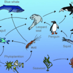 Dari Plankton ke Predator: Memahami Rantai Makanan Laut untuk Jaga Kelestariannya