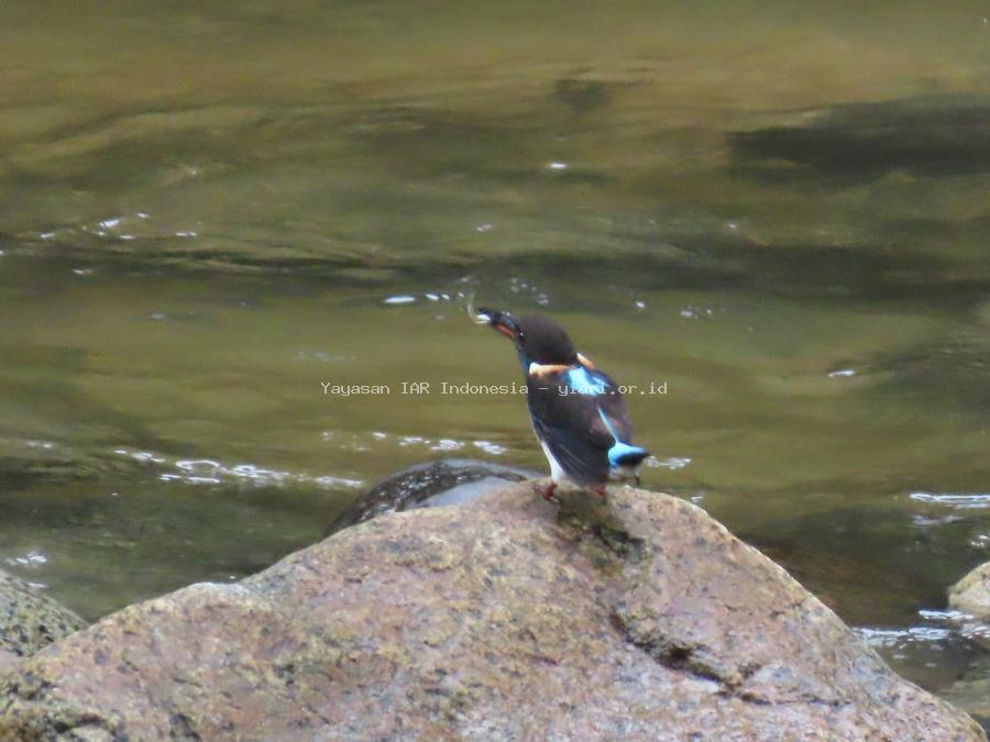 Aves
