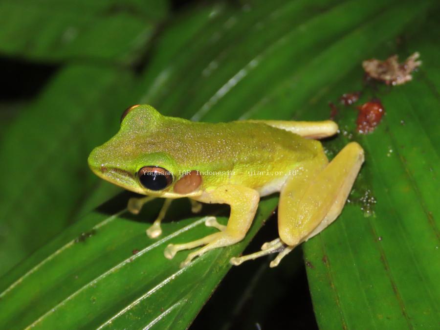 Chalcorana raniceps